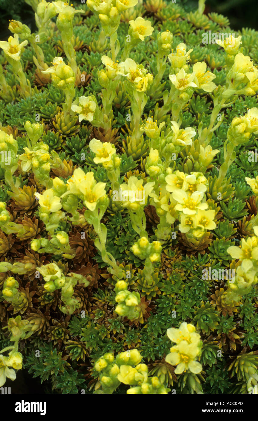 Saxifraga 'Gregor Mendel', x apiculata, saxifrage Stock Photo