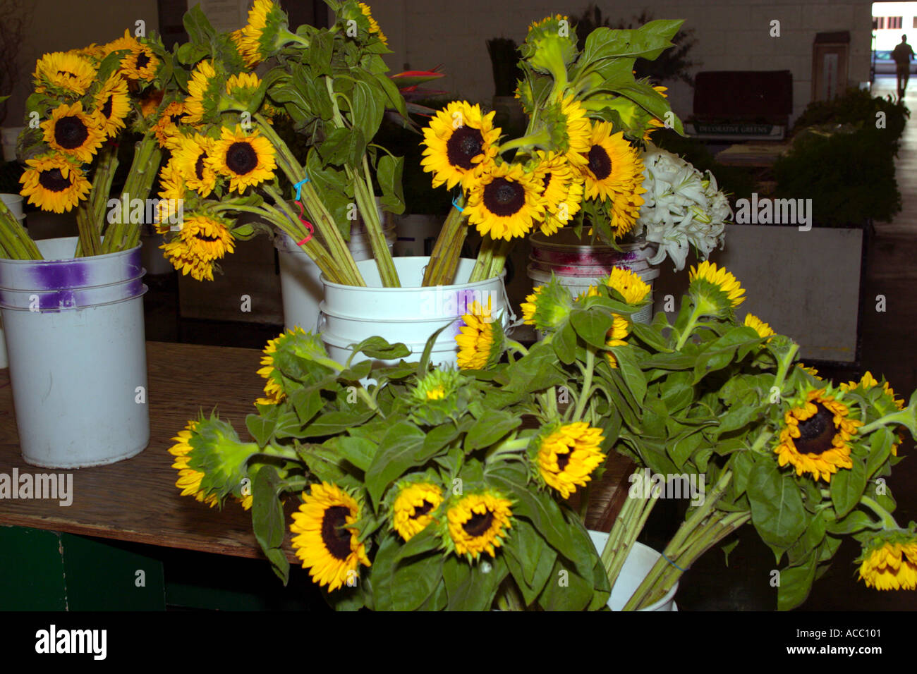 Wholesale Flower Market Display Stock Photo Alamy