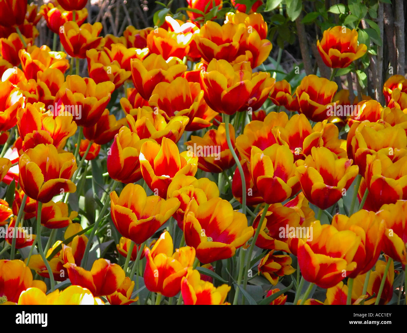 RedOrange Tulips Stock Photo Alamy