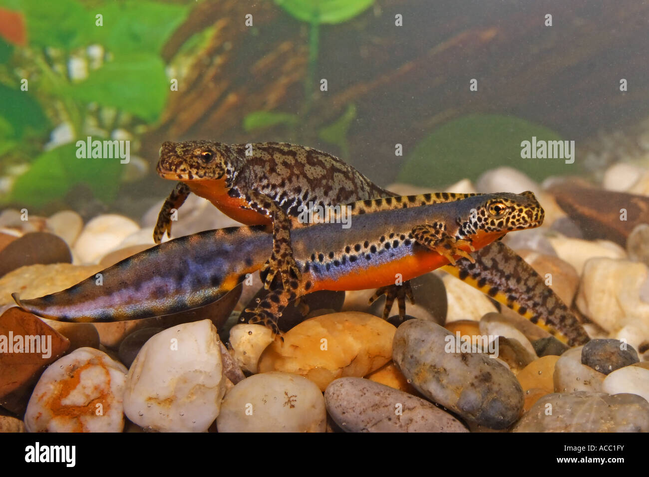 Bergmolch (Paar), Triturus alpestris (pair) Stock Photo