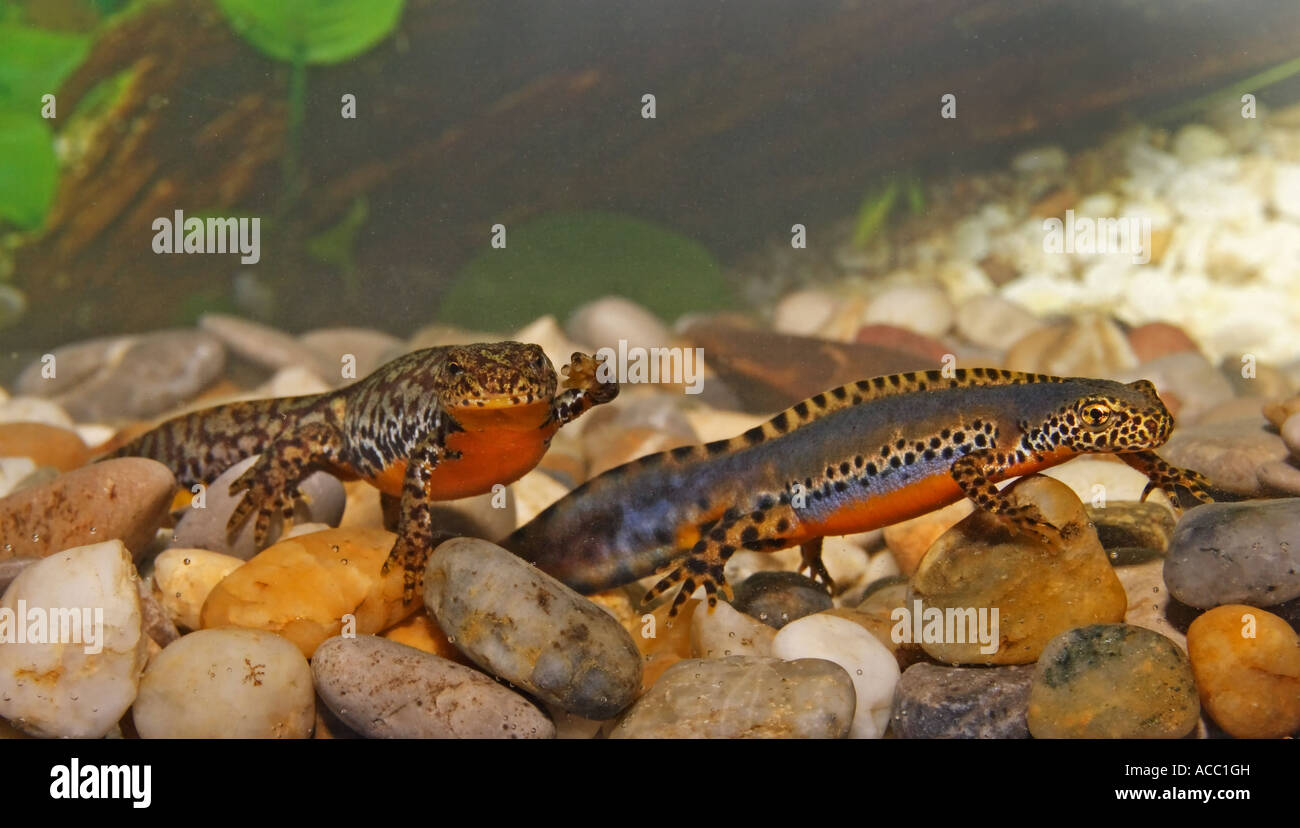 Bergmolch (Paar), Triturus alpestris (pair) Stock Photo