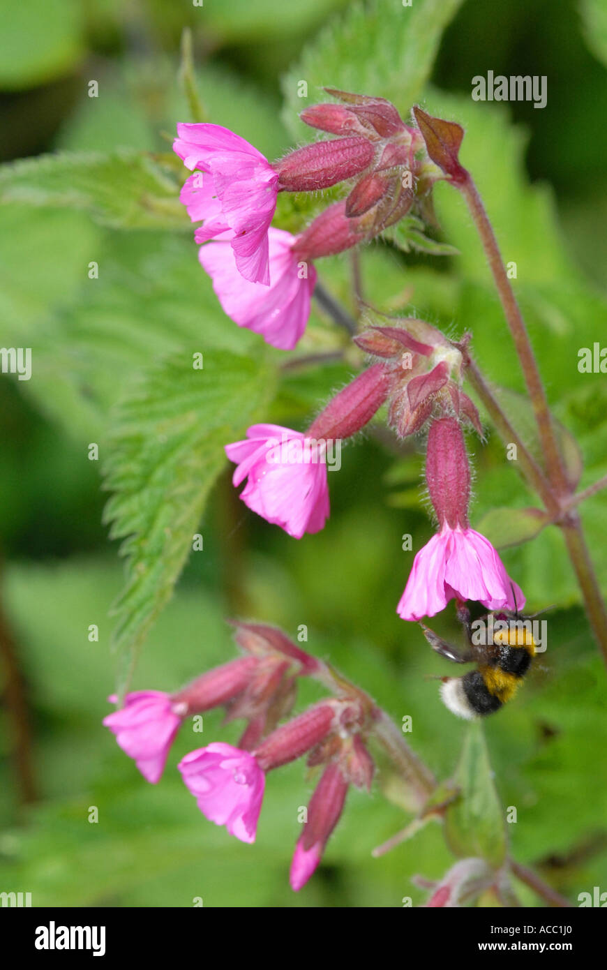 Red Campion Silene dioica wildflower Stock Photo