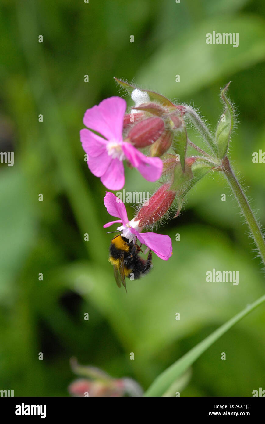 Red Campion Silene dioica wildflower Stock Photo