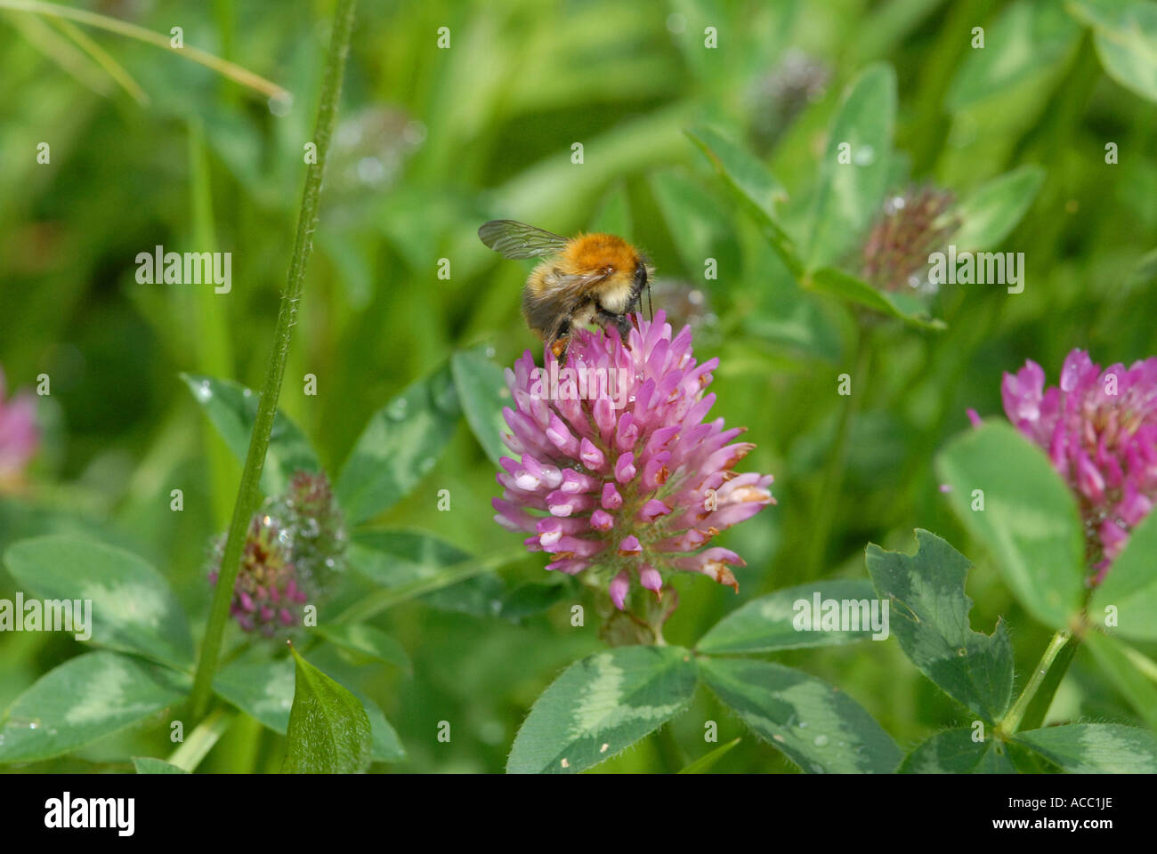 Red Clover Trifolium pratense Stock Photo - Alamy