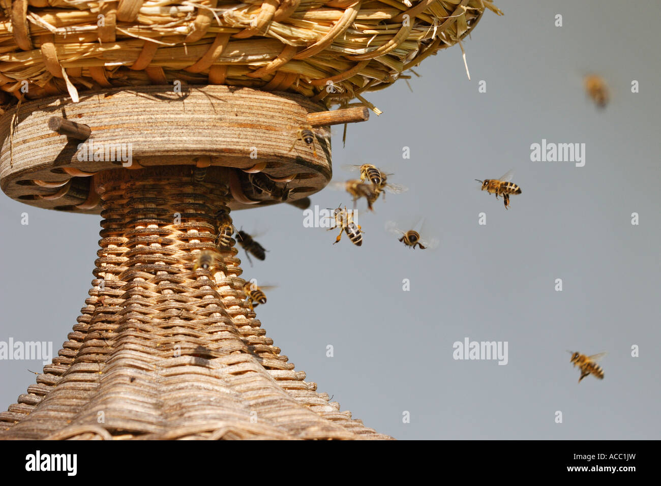 honeybee behieve Stock Photo