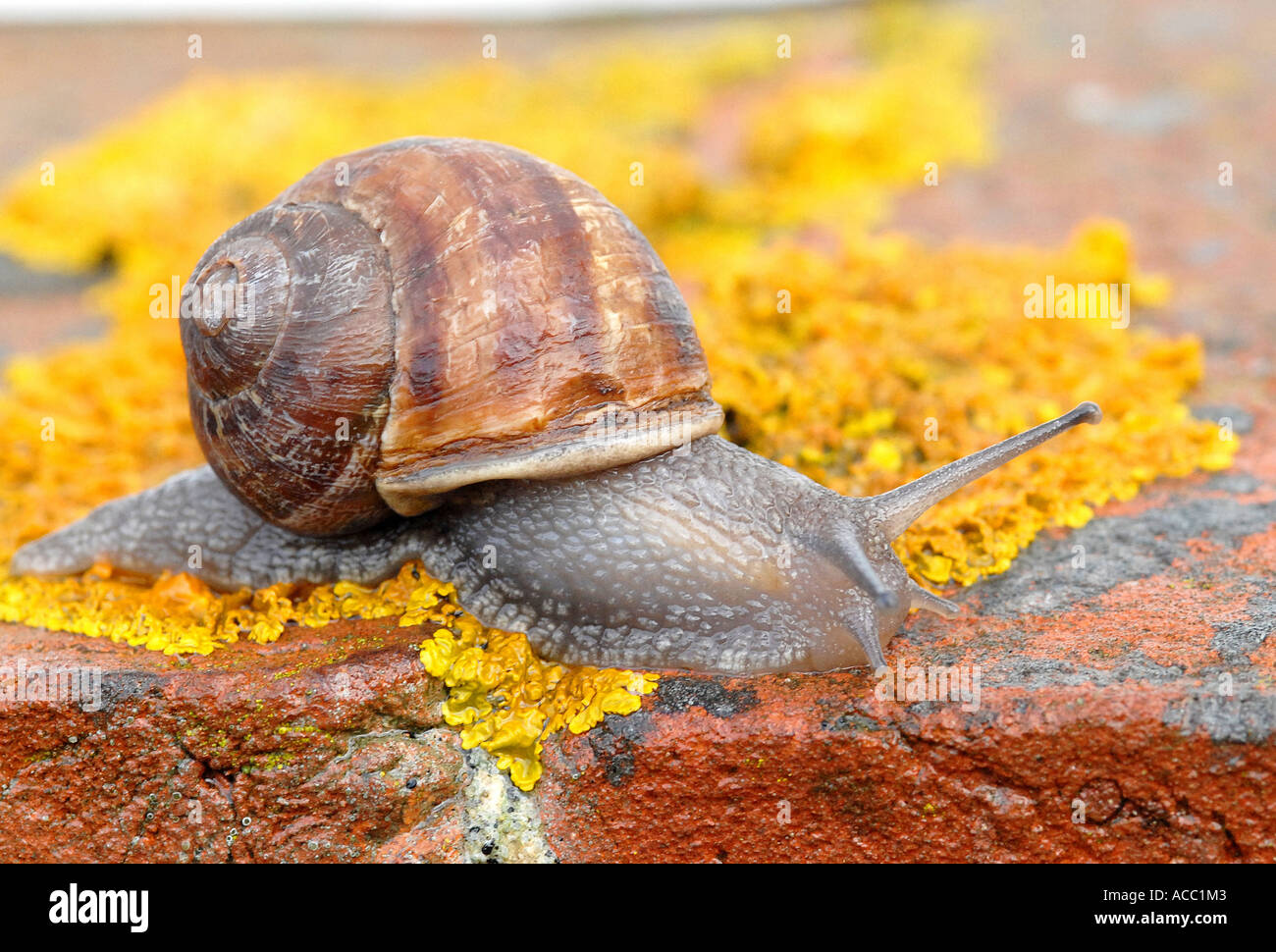 SNAIL Garden Snail (Helix aspersa) Regarded as one of the main pests for gardeners and important source of food for many birds Stock Photo