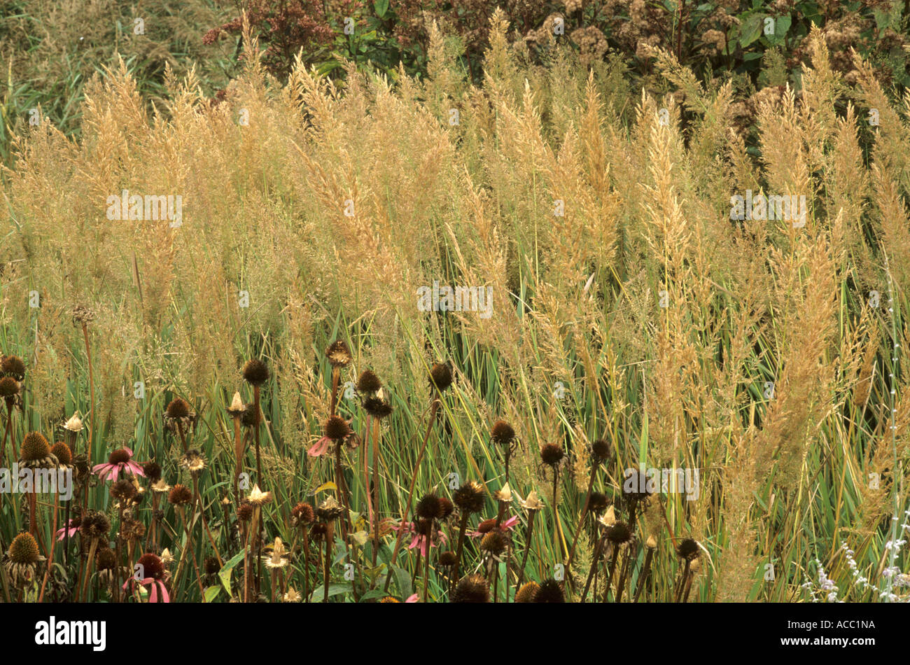 Calamagrostis brachytricha, Echinacea seed heads Stock Photo Alamy
