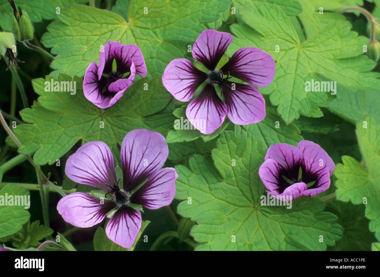 Geranium 'Salome' Stock Photo