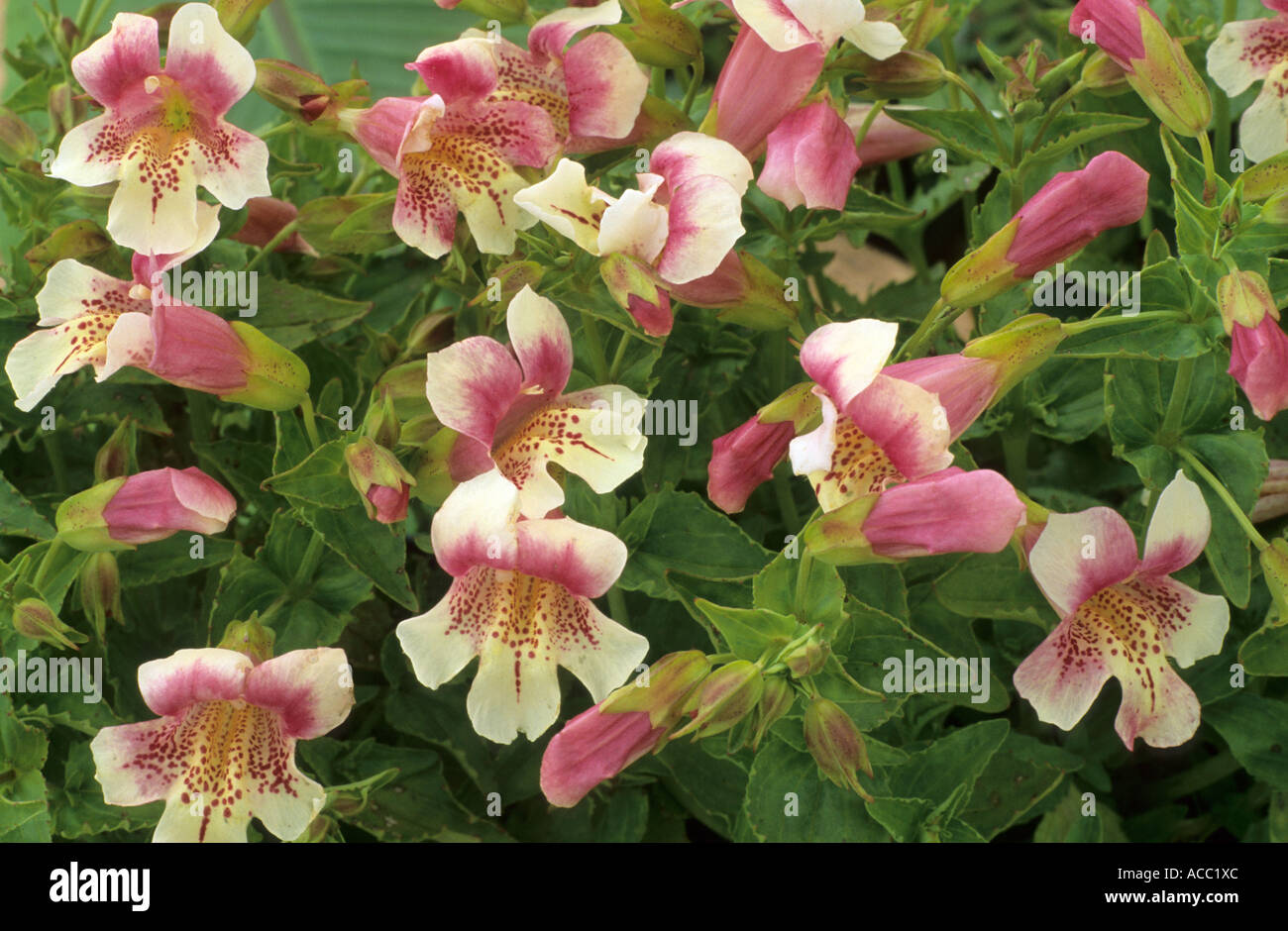Mimulus 'Andean Nymph', Monkey Musk Stock Photo