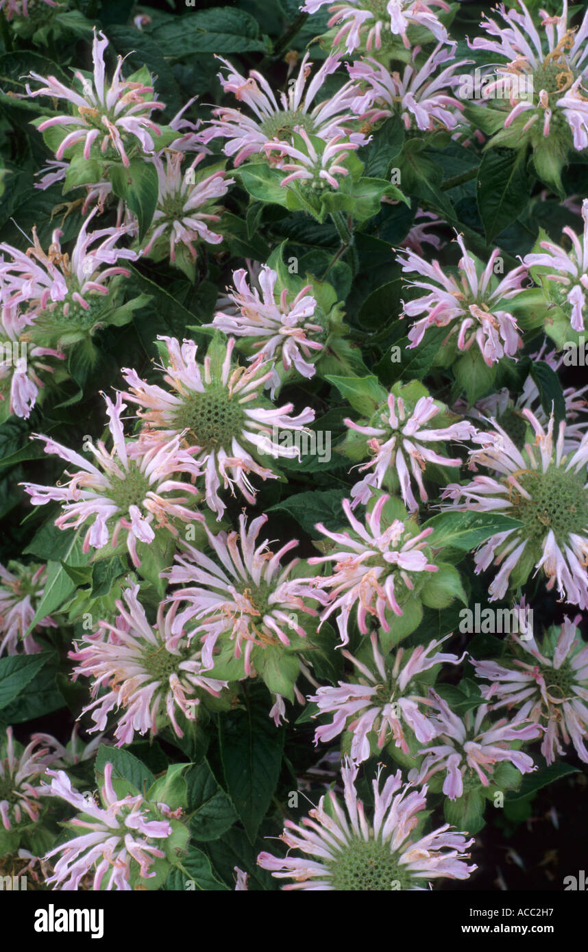Monarda 'Fishes', syn. M. 'Pisces' Stock Photo
