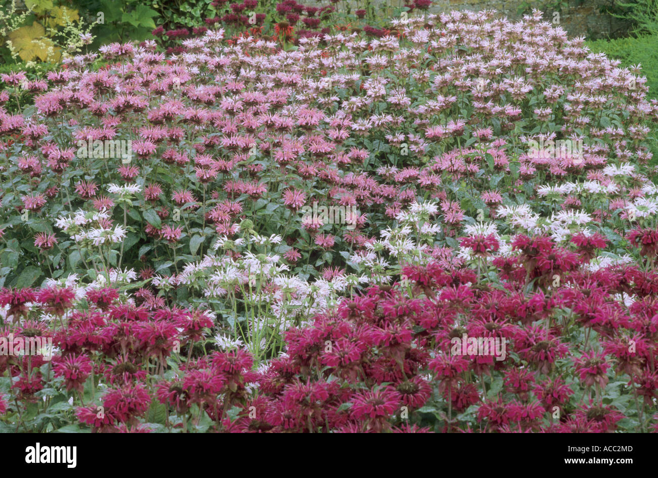 Monarda, various, in border, drift Stock Photo