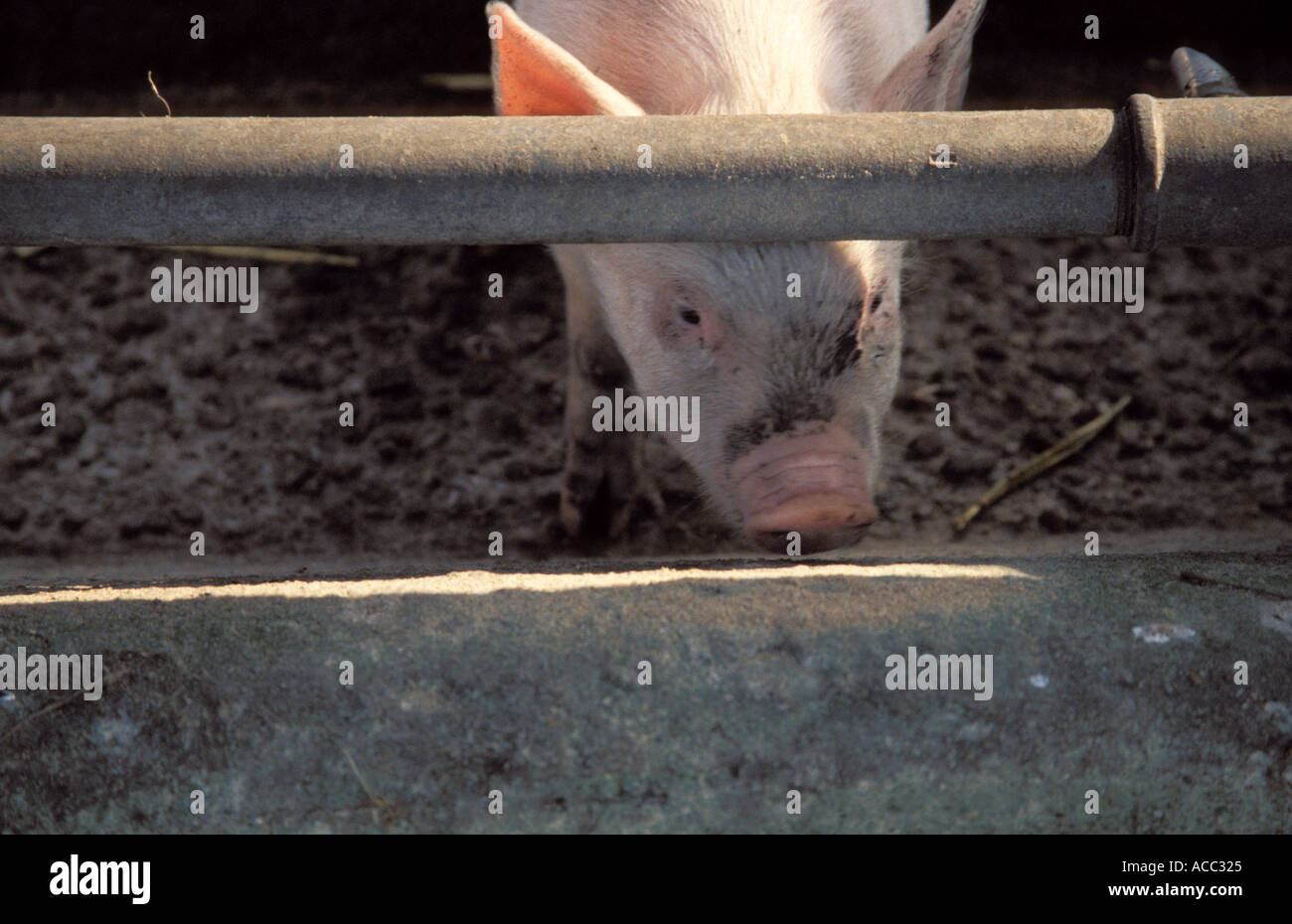 Pig Piglet Stock Photo