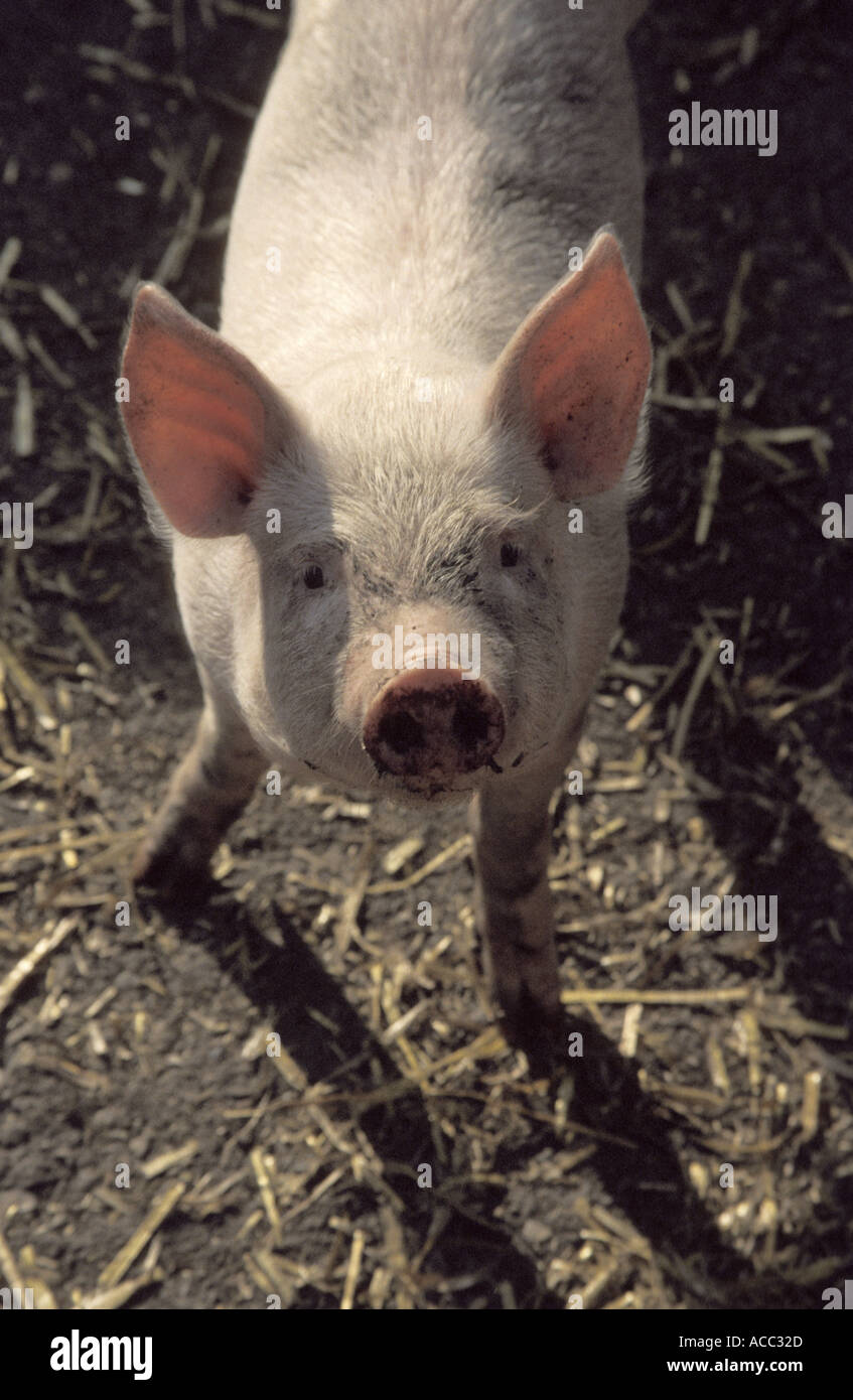 Pig Piglet Stock Photo