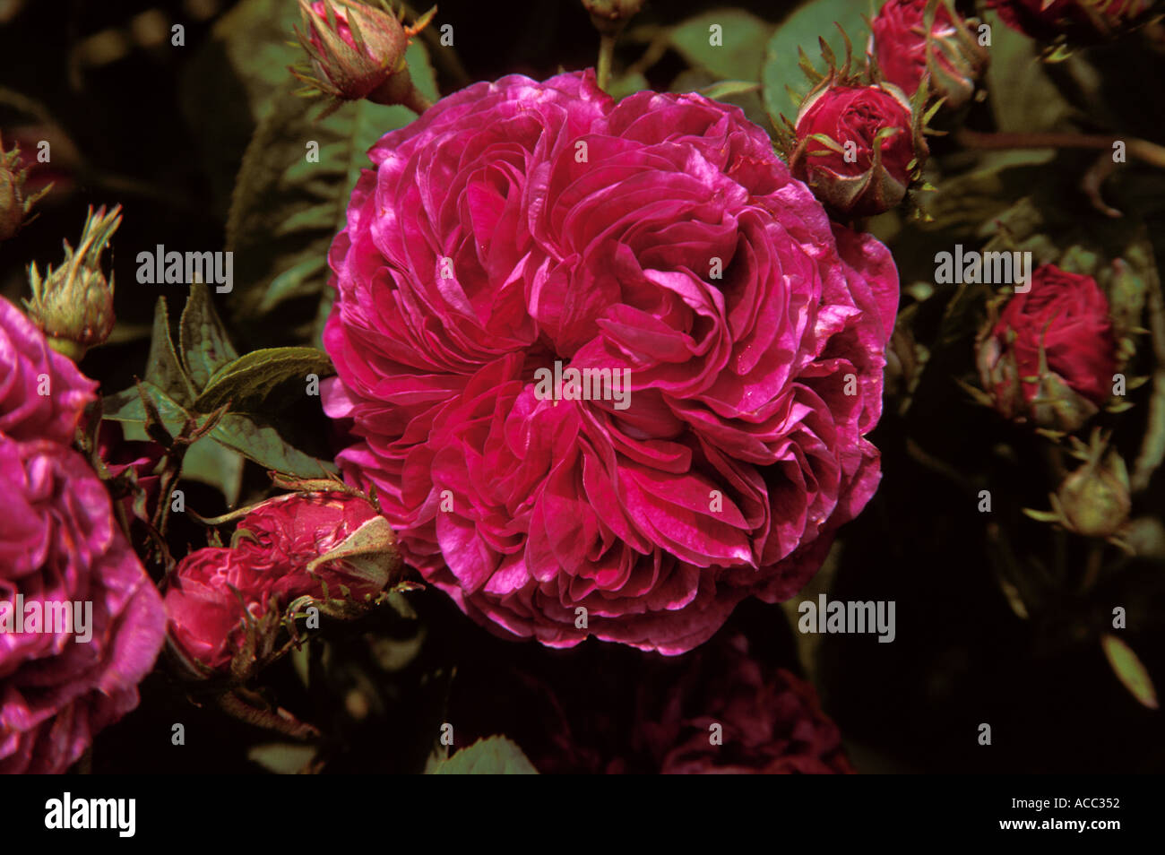 Rose Patch Stock Photos Rose Patch Stock Images Alamy