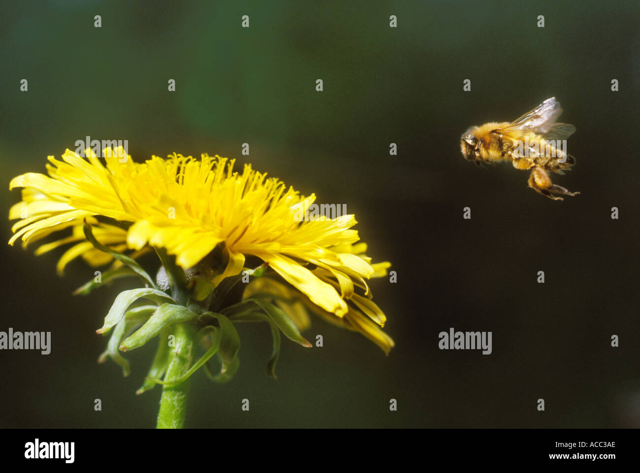 Honey Bee Apis Melifera In Flight Approaching Dandelion Taraxacum 