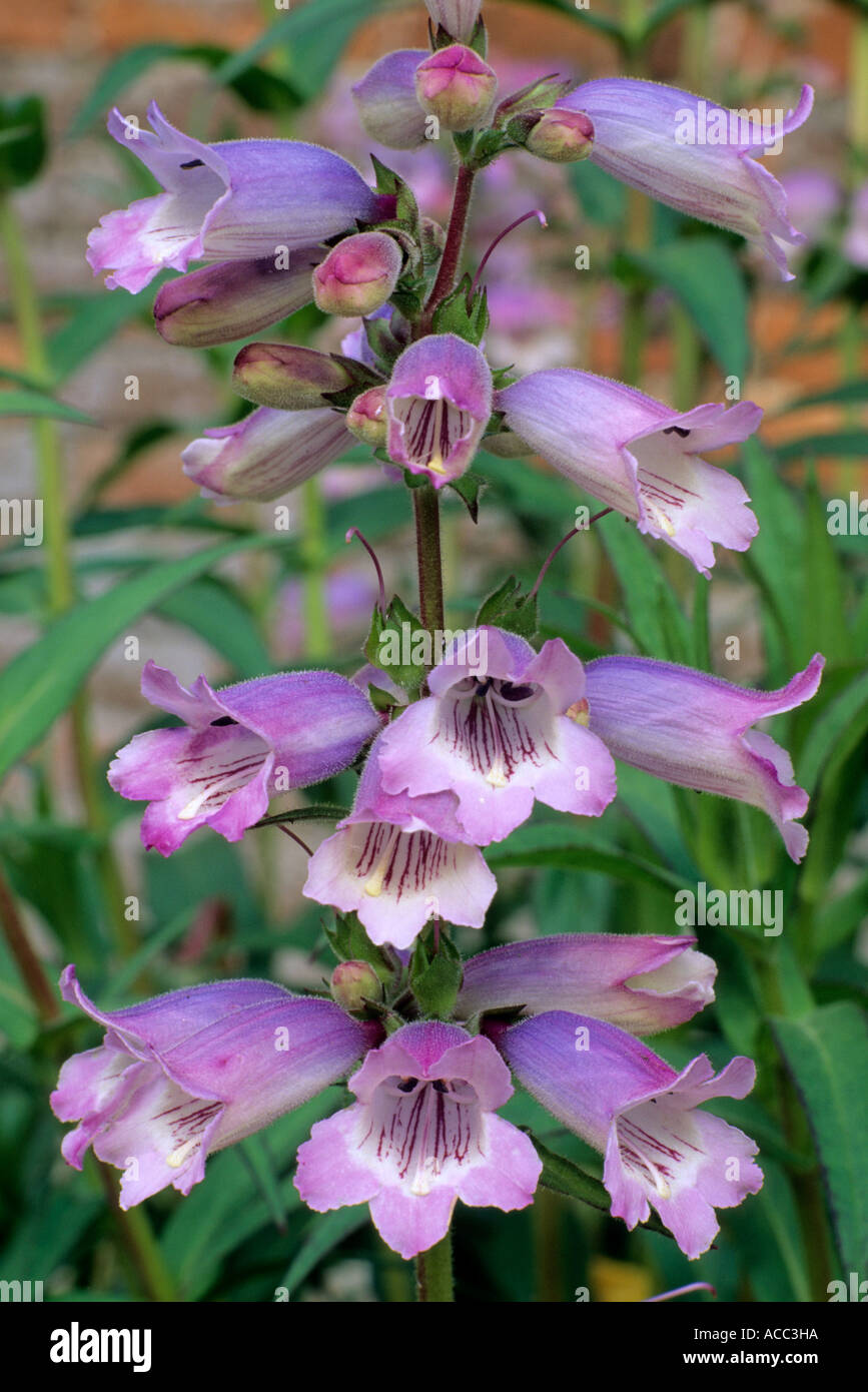 Penstemon 'Stapleford Gem' Stock Photo 7491161 Alamy
