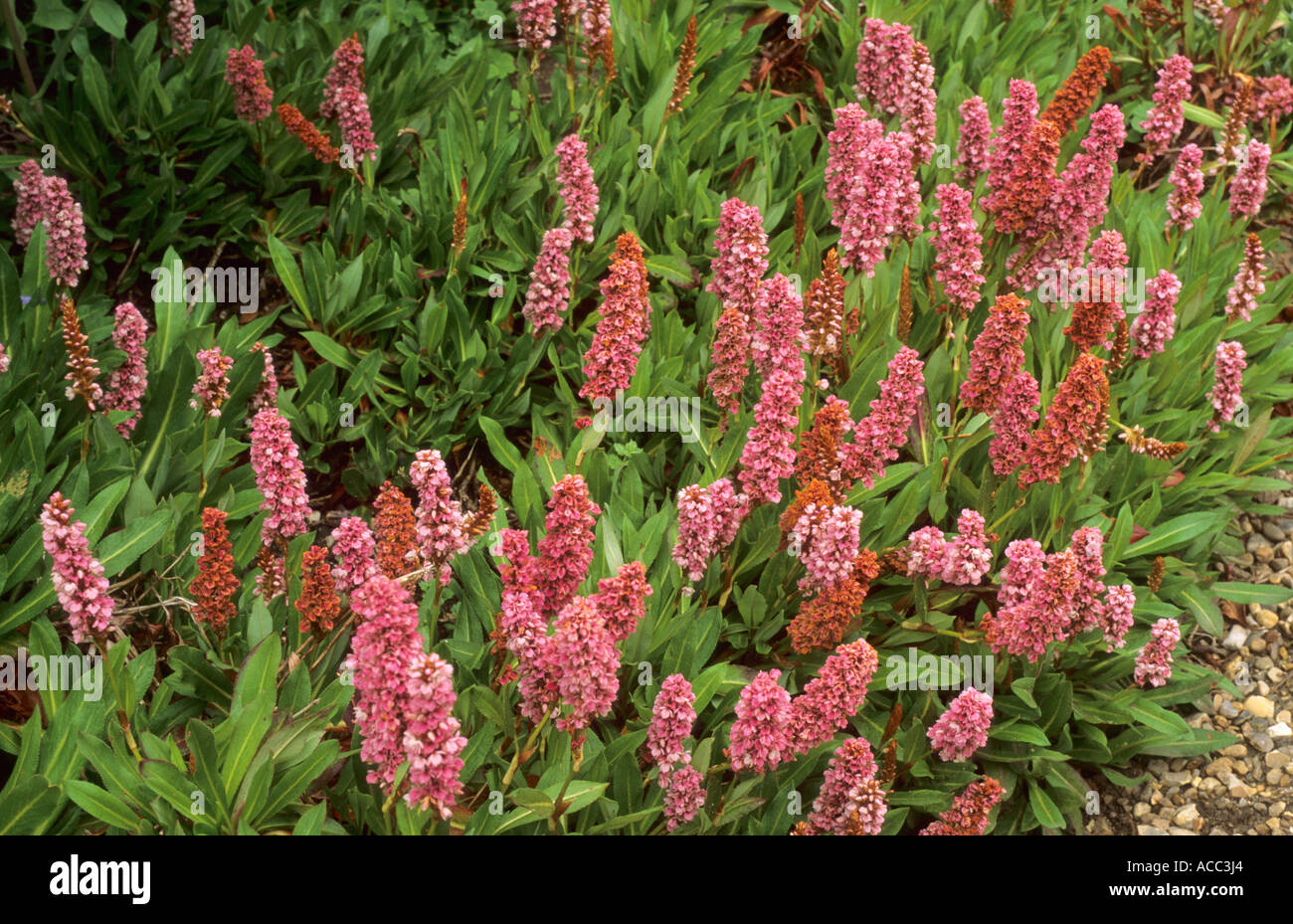 Persicaria affine' Donald Lowndes', Polygonum, Knotweed, rock garden plant Stock Photo