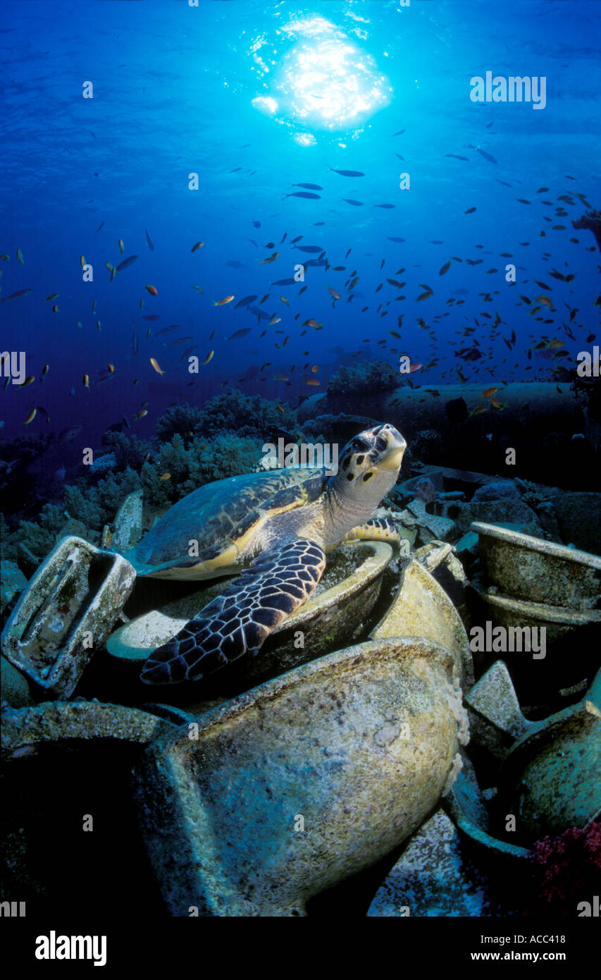 Turtle on Wreckage Red Sea Stock Photo