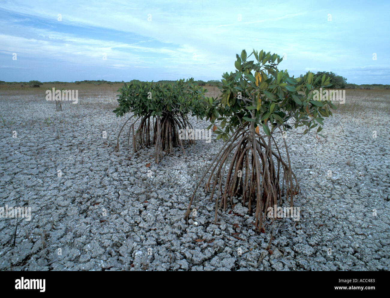 Mangrove trees florida hires stock photography and images Alamy