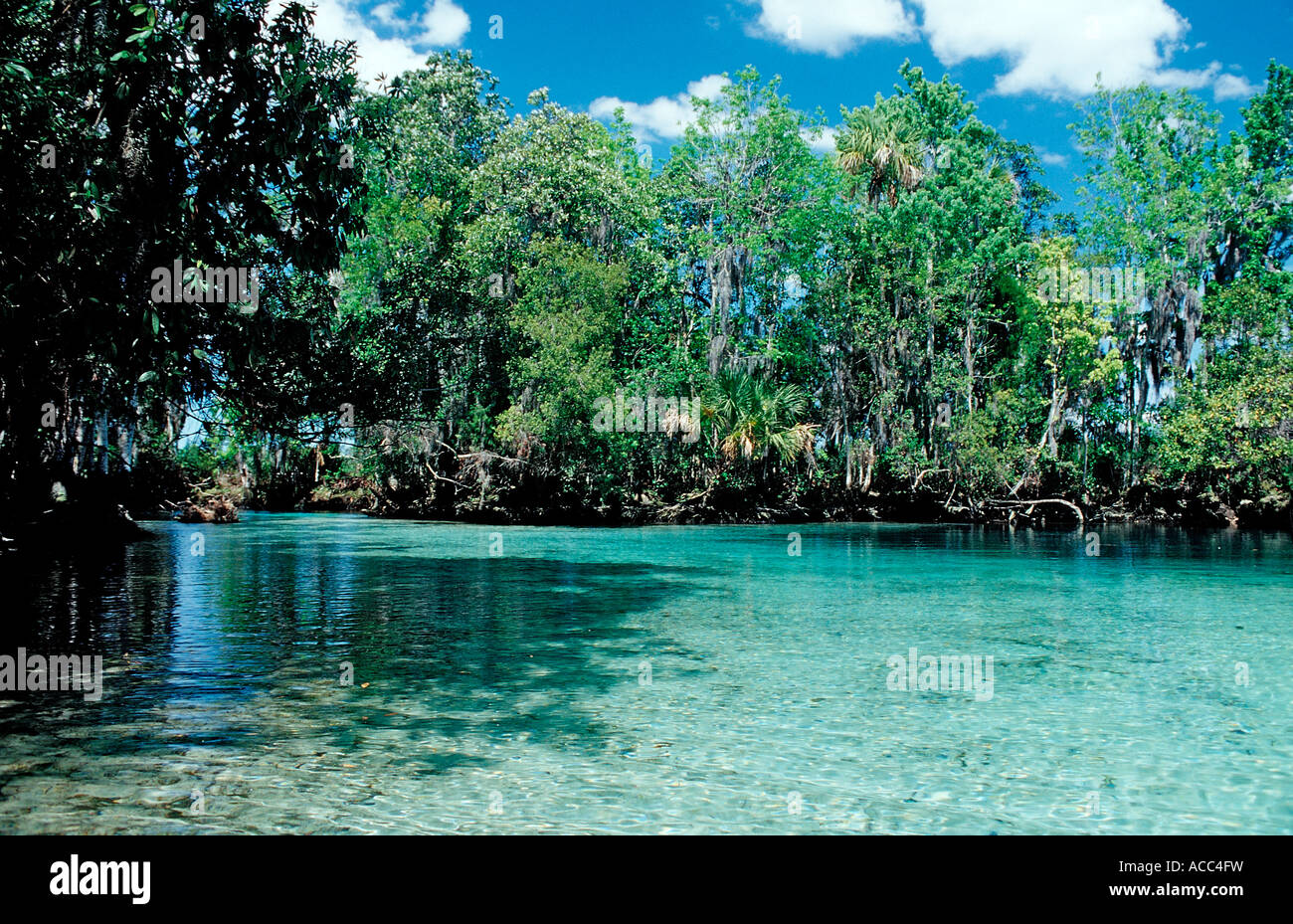 Three Sisters Manatee Sanctuary USA Florida FL Crystal River Stock Photo