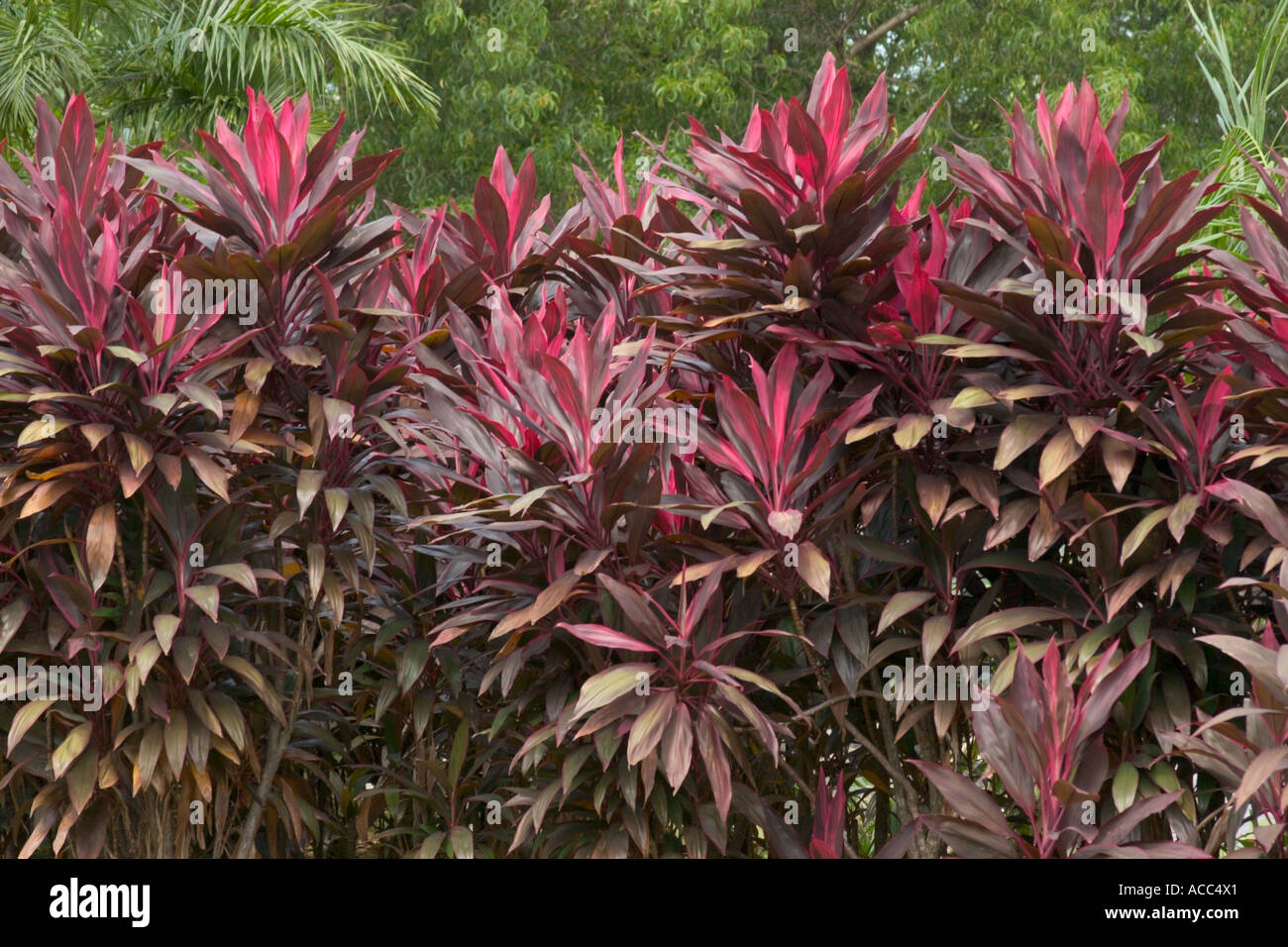 Ti plant, Cordyline fruticosa is an evergreen flowering plant in the family Asparagaceae. Stock Photo
