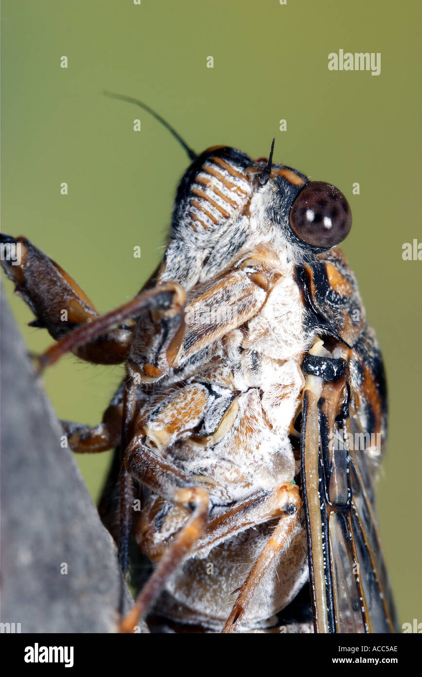 Cicada Cicadetta montana Stock Photo Alamy