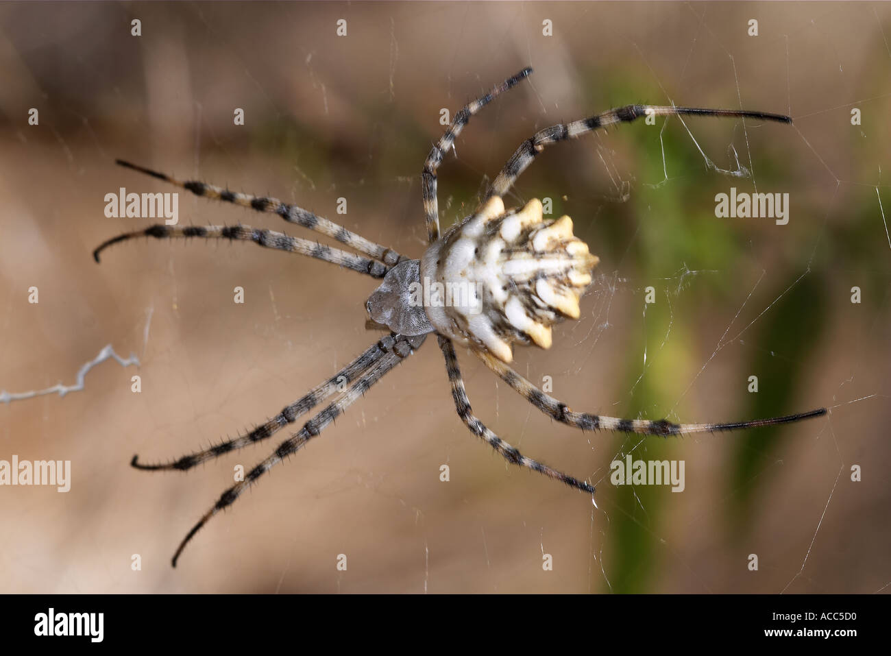 Angiope Spider argiope lobata hi-res stock photography and images - Alamy