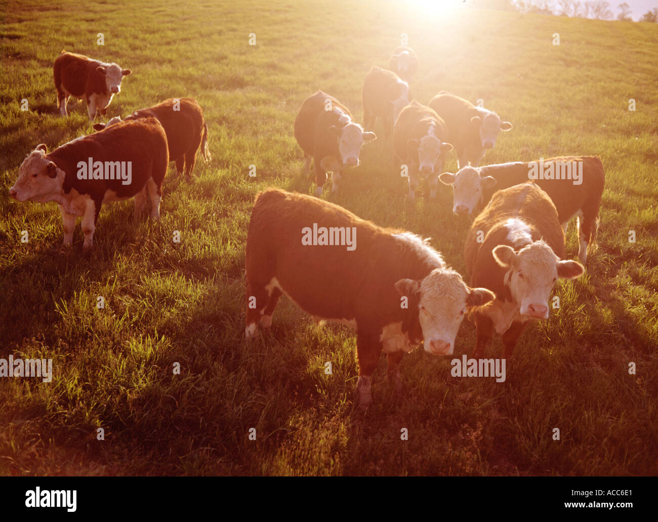 Hereford cattle grazing in late afternoon in Texas Stock Photo