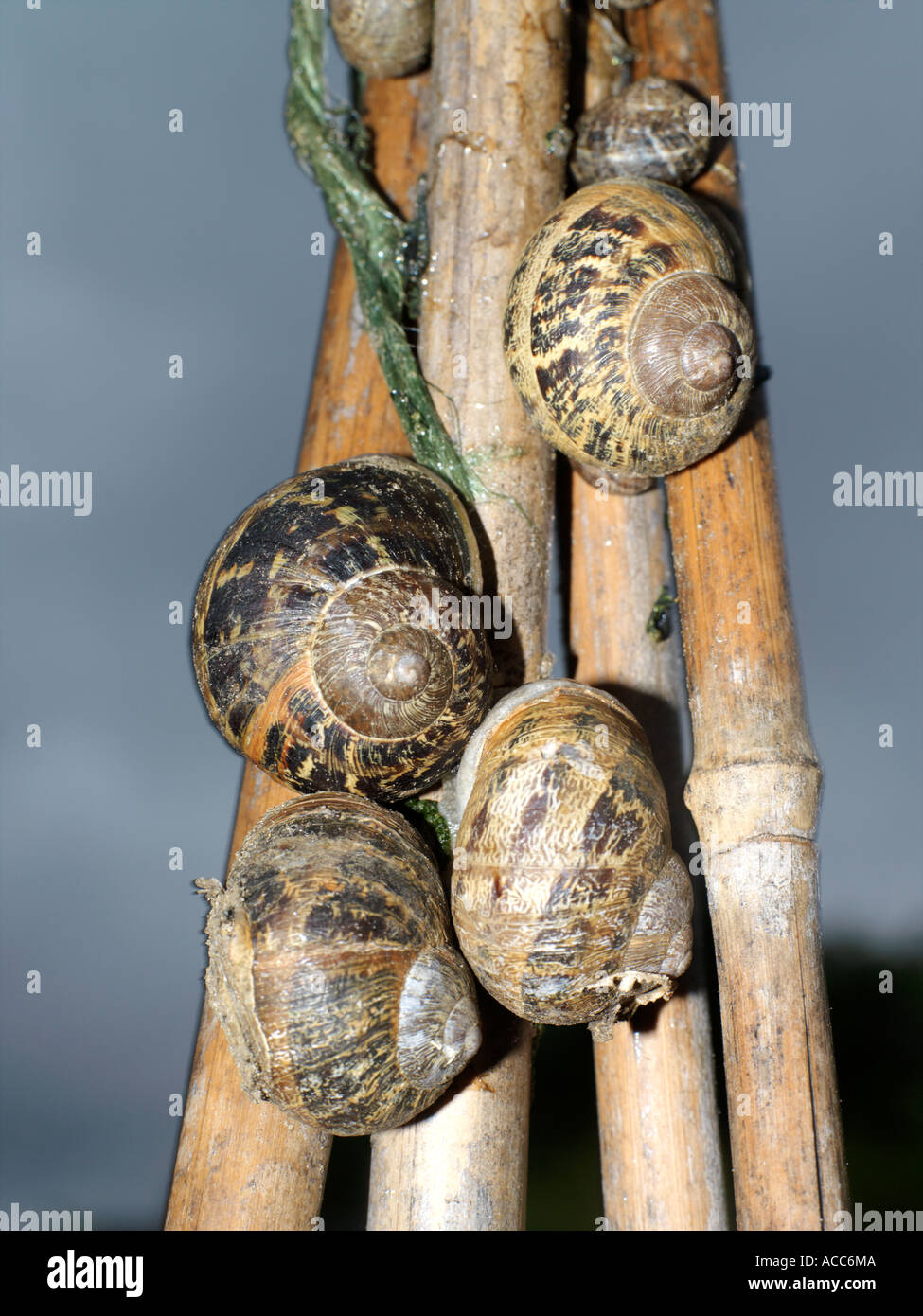 Snails in Garden on Bean Poles Stock Photo Alamy