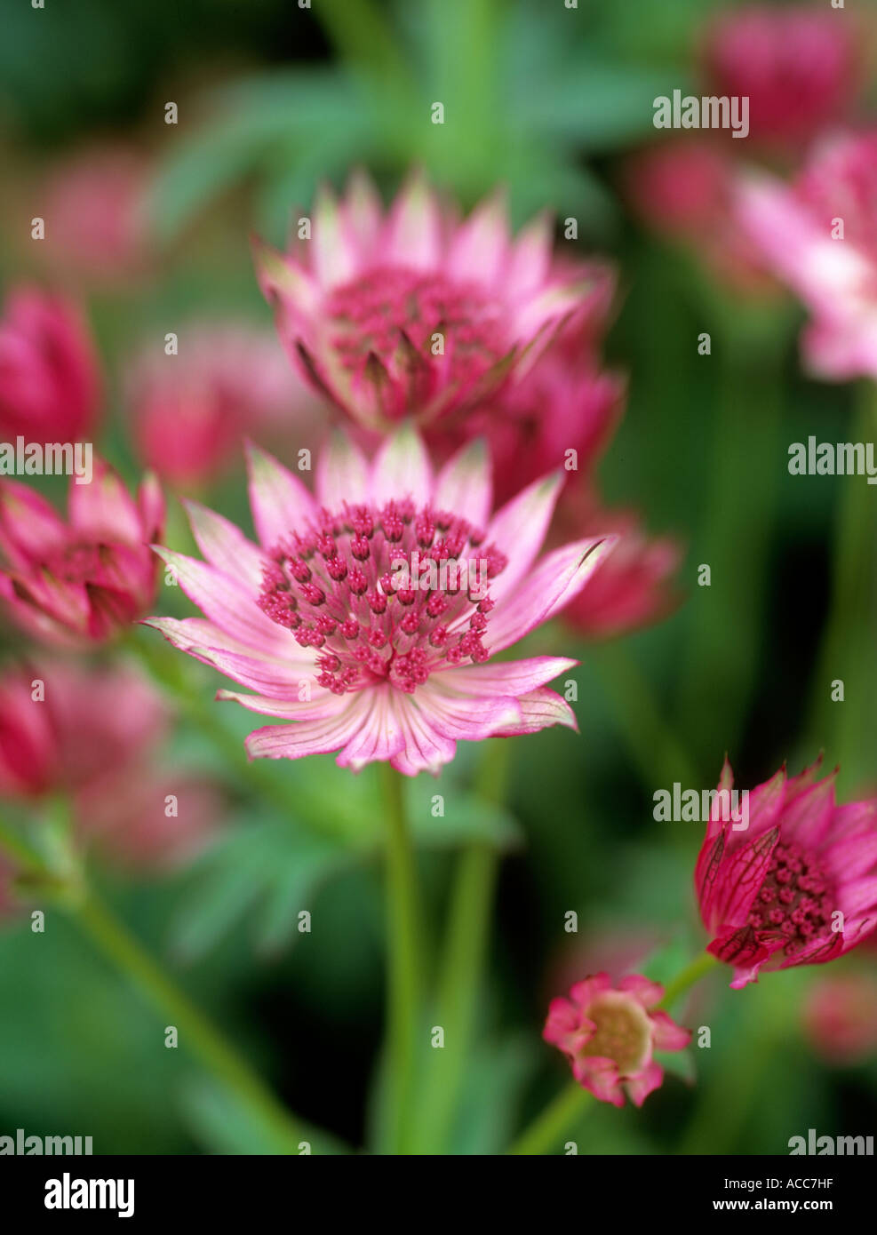 Astrantia major Roma Masterwort Pincushion flower Stock Photo