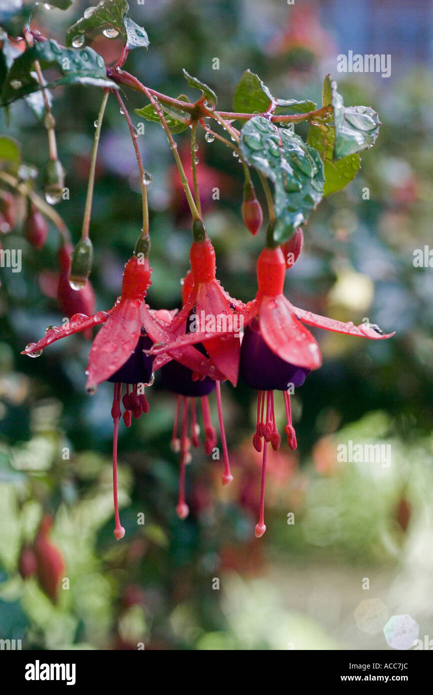 Close up of bi coloured pendant bell shaped Fuchsia magellanica Ladys Eardrops after rain Stock Photo