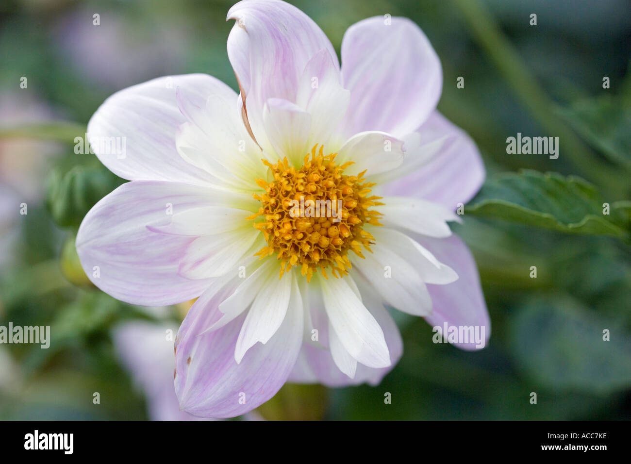 Teesbrooke audrey dahlia hi-res stock photography and images - Alamy