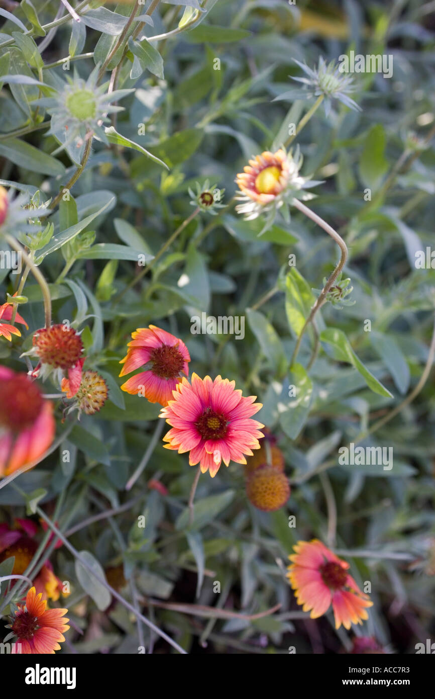 Gaillardia x grandiflora Kobold Blanket Flower Stock Photo Alamy