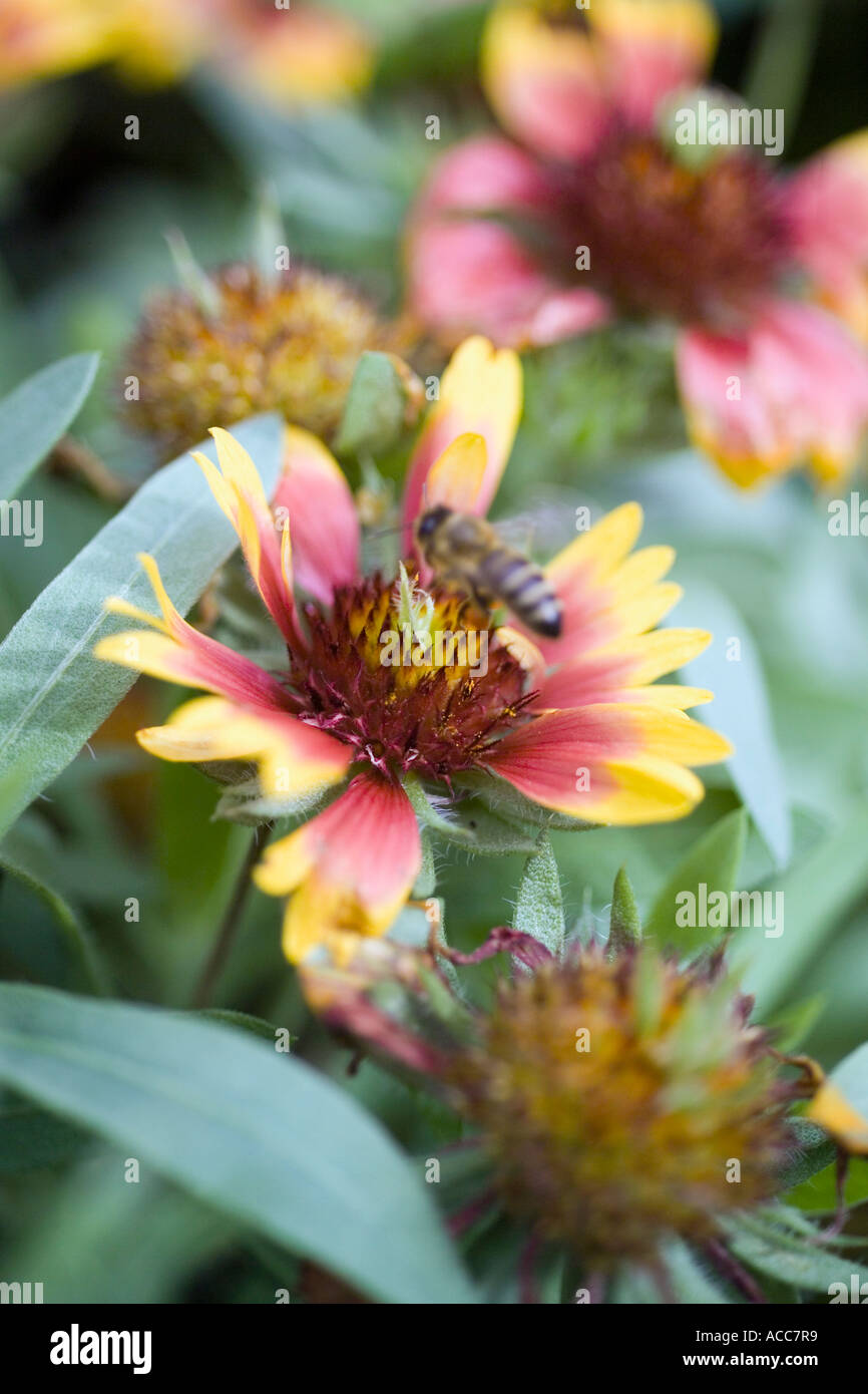 Gaillardia x grandiflora Kobold Blanket Flower with wasp Stock Photo