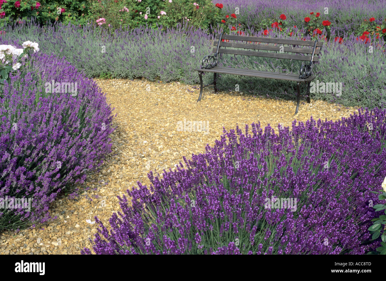 Lavandula angustifolia 'Princess Blue' and 'Imperial Gem', Garden furniture, bench, lavender, fragrant garden plant, gravel path Stock Photo