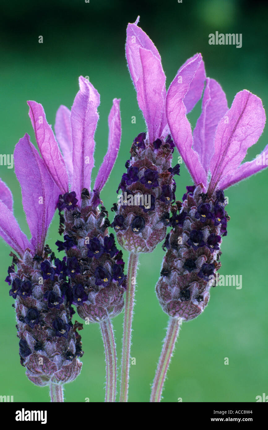 Lavandula stoechas subsp. pedunculata 'Avonview' Stock Photo