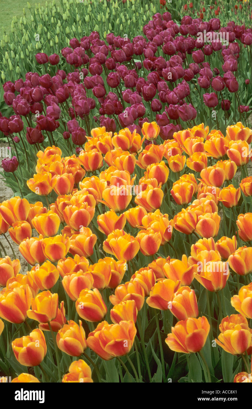 Tulip drift, Tulipa 'Apeldoorn's Elite', orange, purple Stock Photo