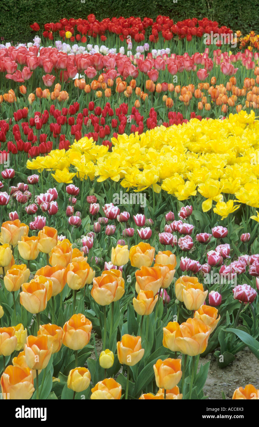Tulip drift, Tulipa 'Gerbrand Kieft', 'Monte Carlo', 'Capri' Stock Photo