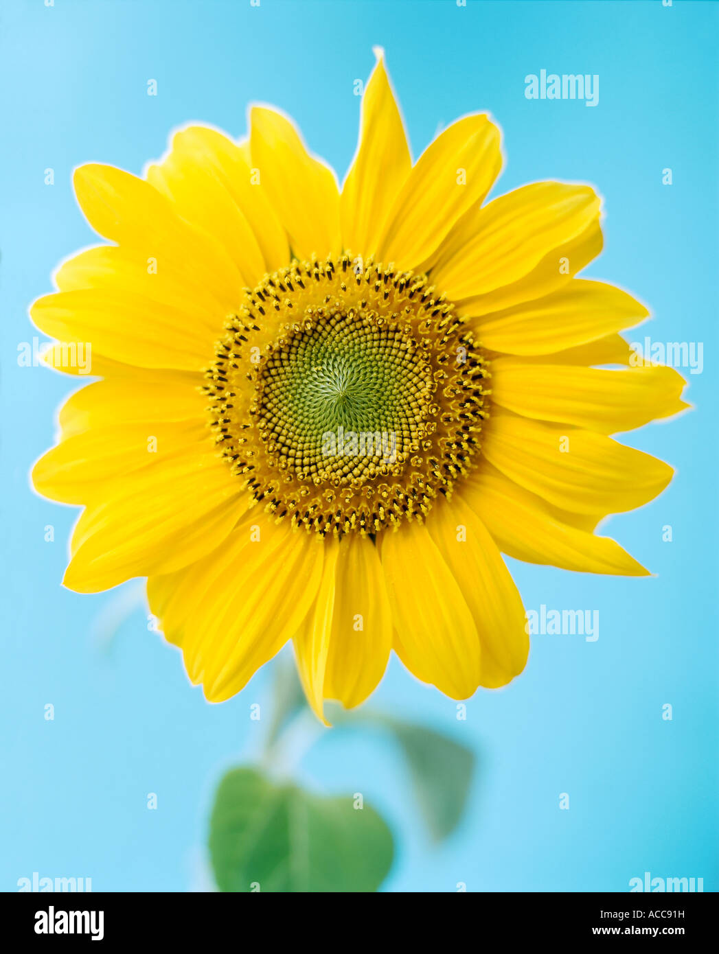 Aster family asteraceae hi-res stock photography and images - Alamy