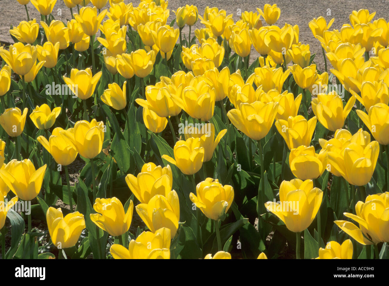 Tulipa 'Olympic Flame' Stock Photo