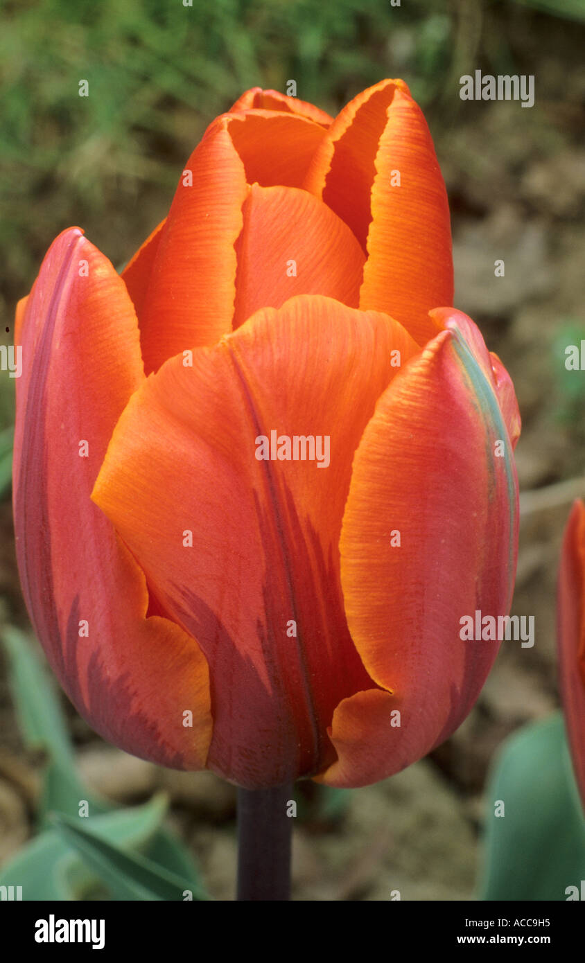 Tulipa 'Prinses Irene', div.3, orange tulip Stock Photo