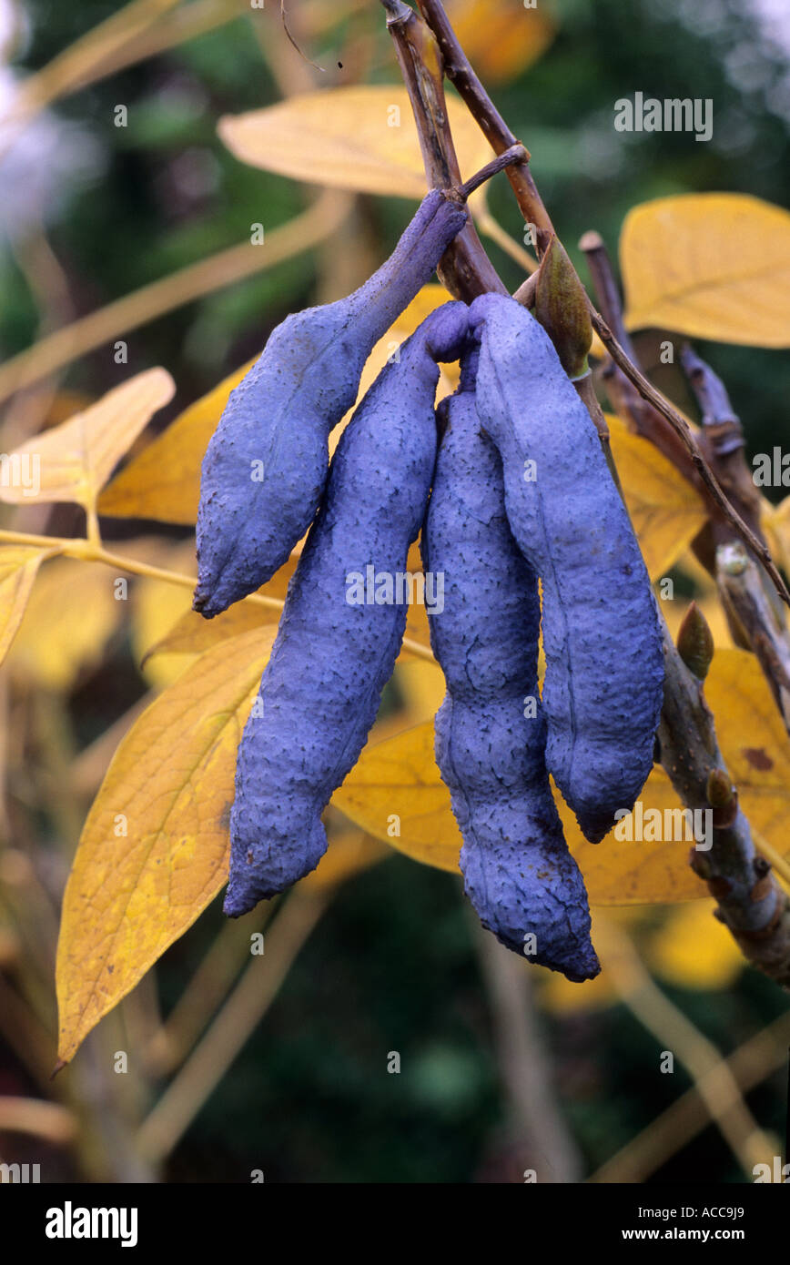 Decaisnea fargesii, blue seed pods Stock Photo