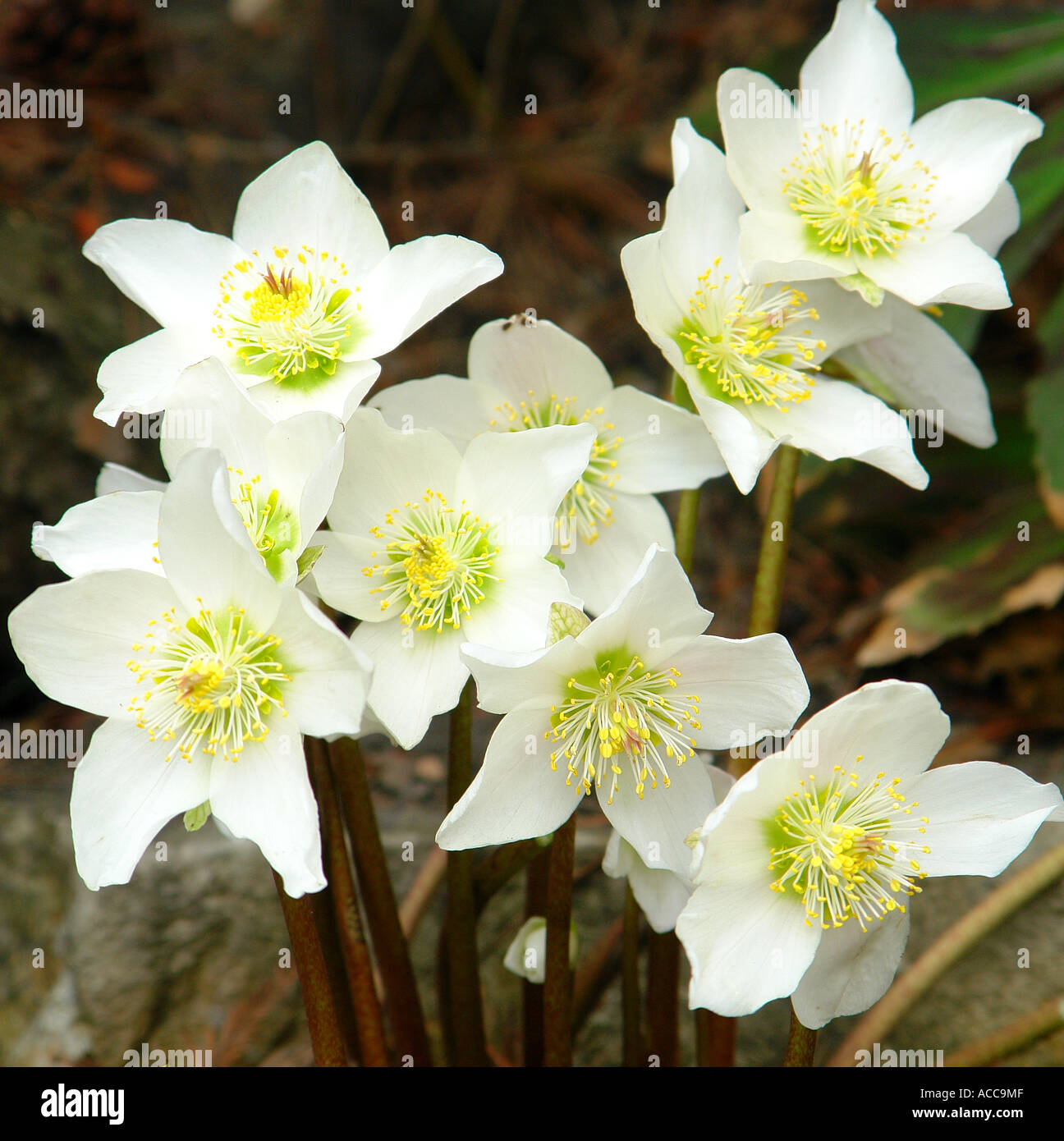 Black hellebore Helleborus niger flowers Stock Photo Alamy