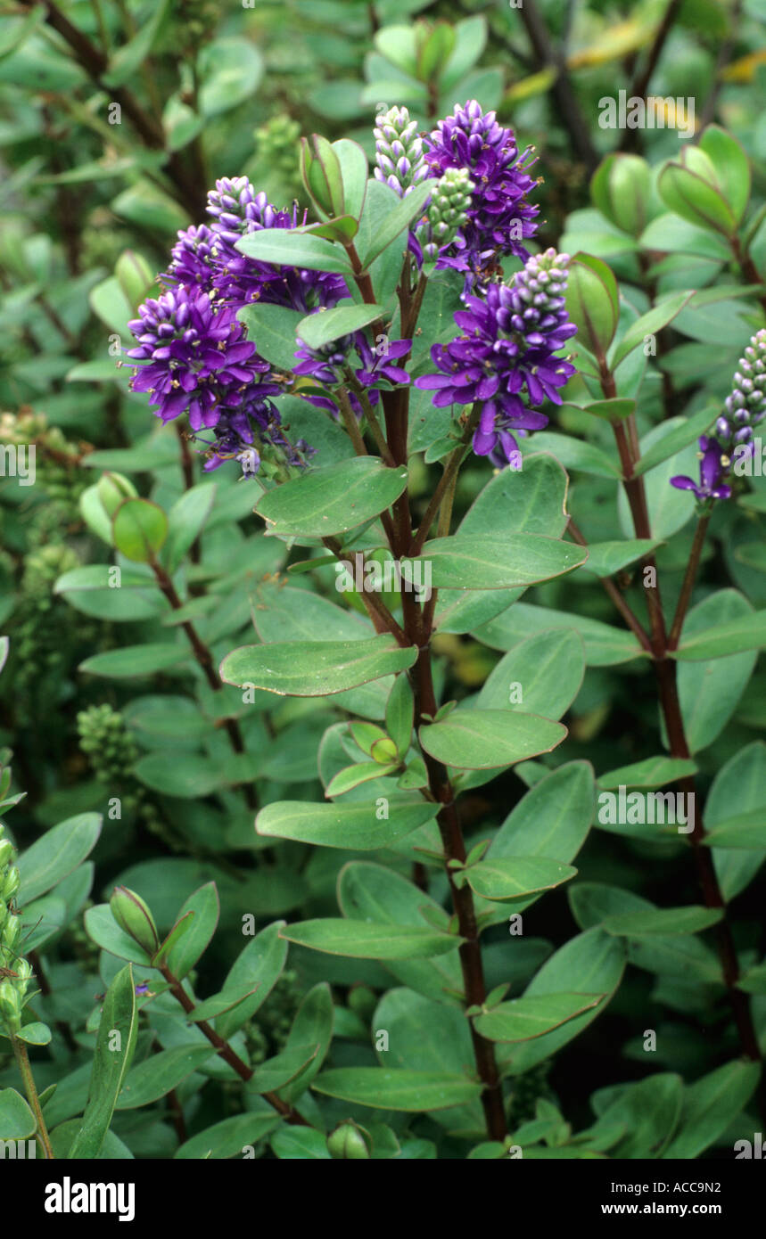 Hebe 'Autumn Glory',  garden plant, blue purple hebes, flower flowers plants hebes Stock Photo