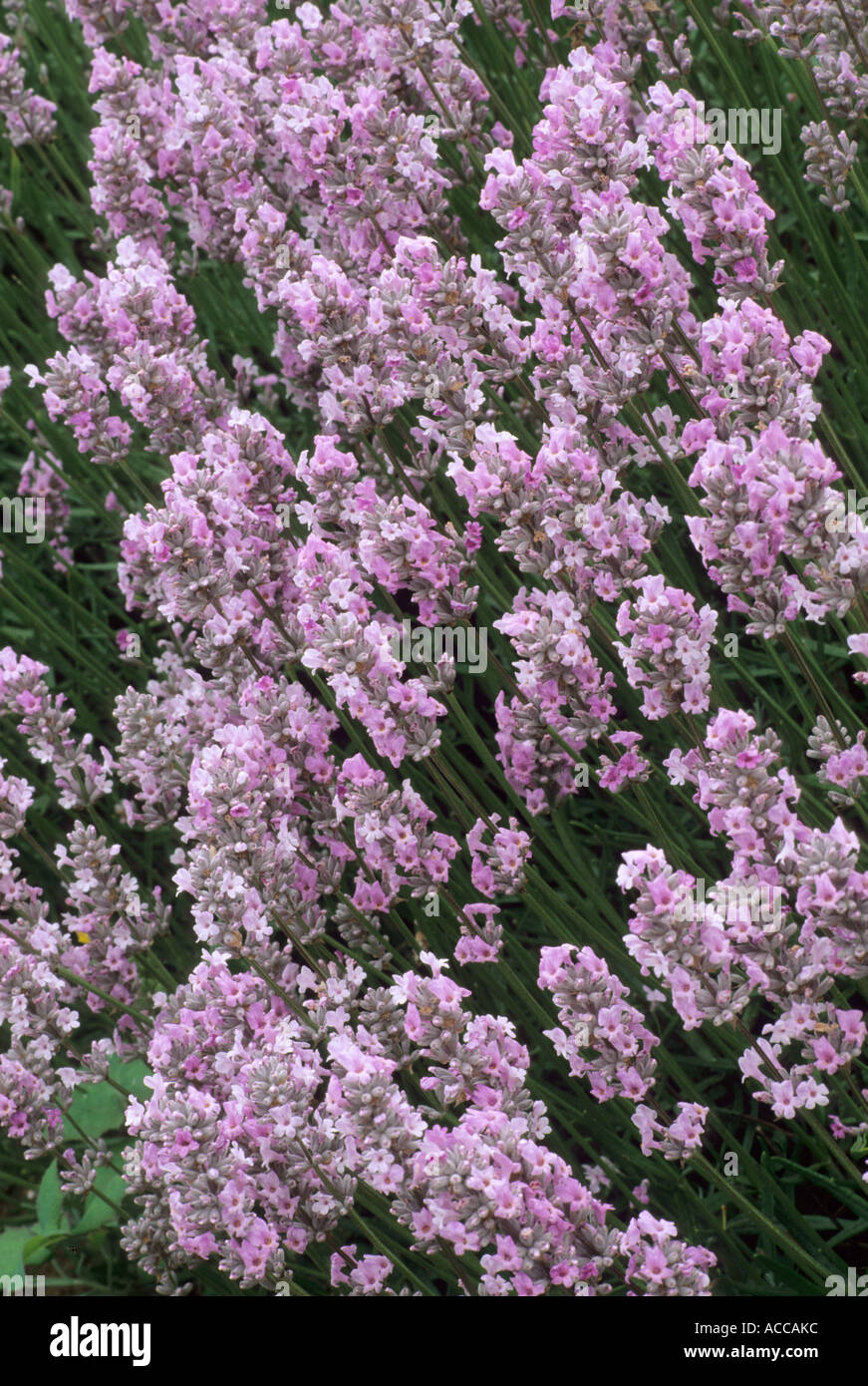 Lavandula angustifolia 'Miss Katherine', lavender, aromatic scented