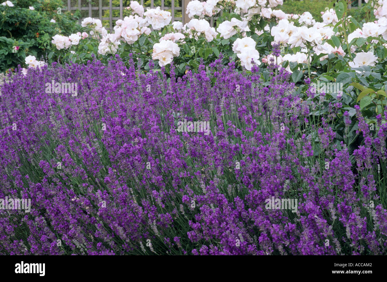 Lavandula angustifolia 'Princess Blue', Rosa 'Pearl Drift' Stock Photo