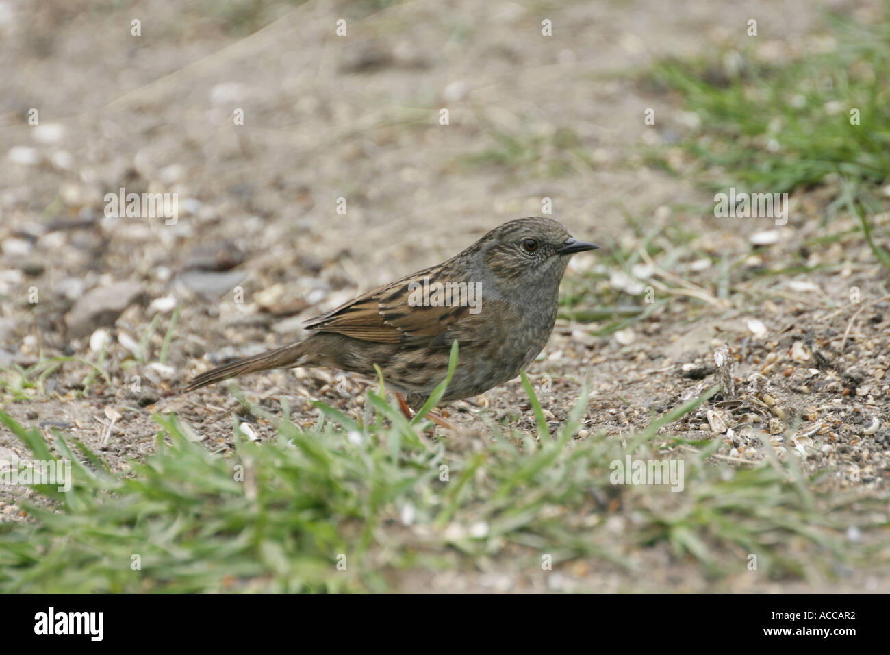 Dunnock, Prunella modularis, otherwise known as the Hedge Sparrow, or ...