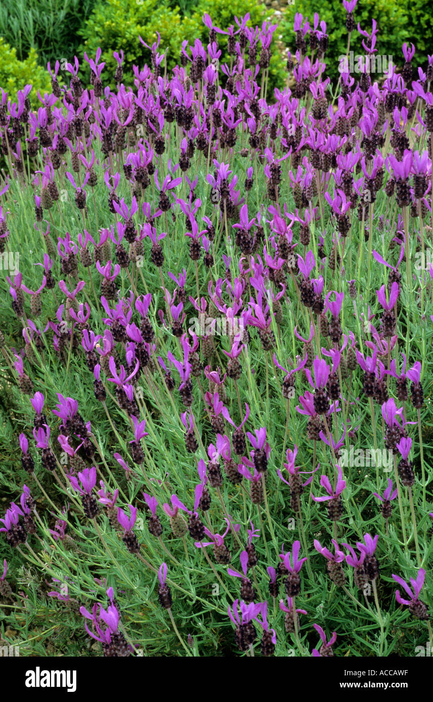 Lavandula stoechas subsp pedunculata 'Avonview ' Stock Photo