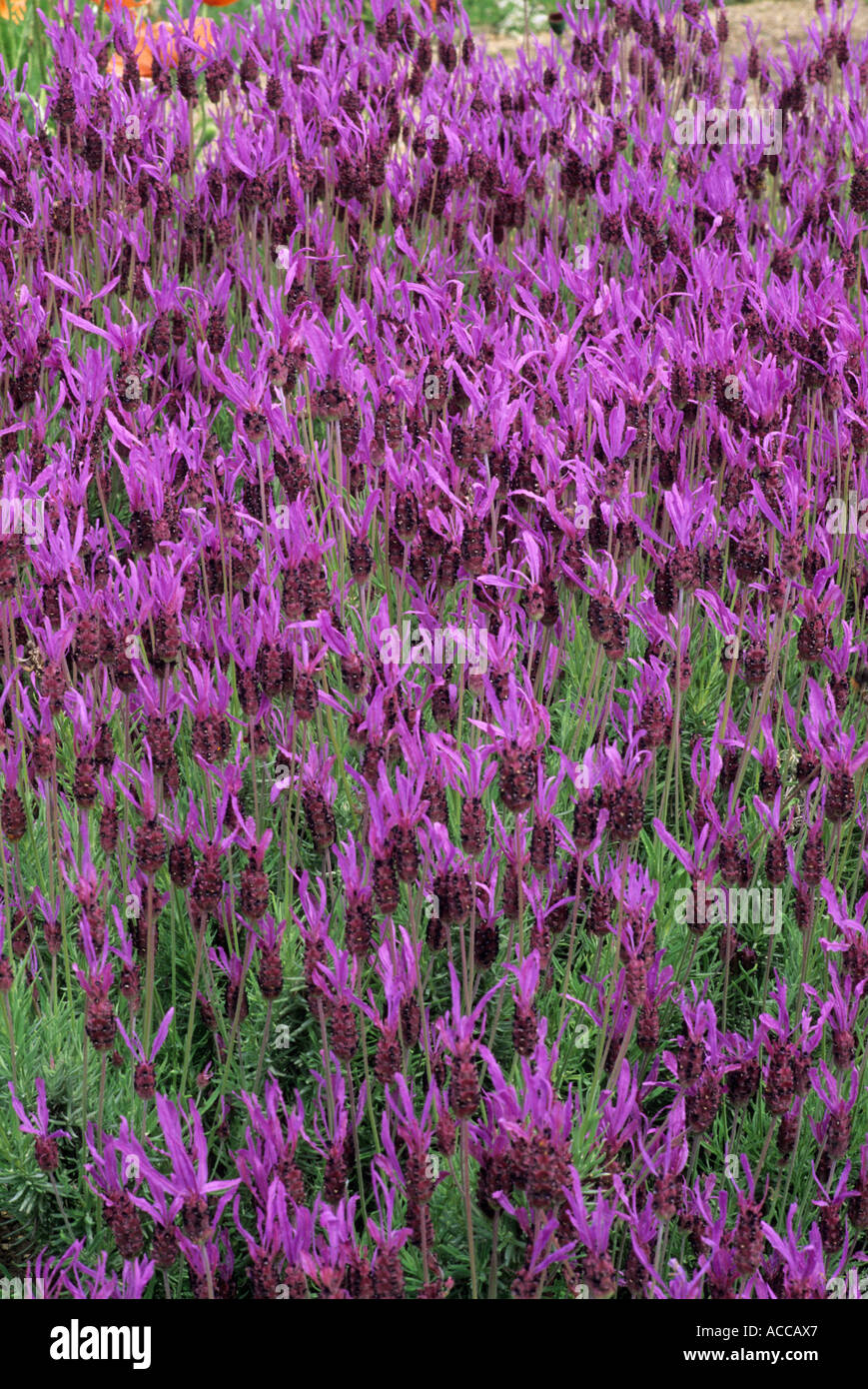 Lavandula stoechas subsp pedunculata syn 'Papillon',  Lavender lavenders Stock Photo