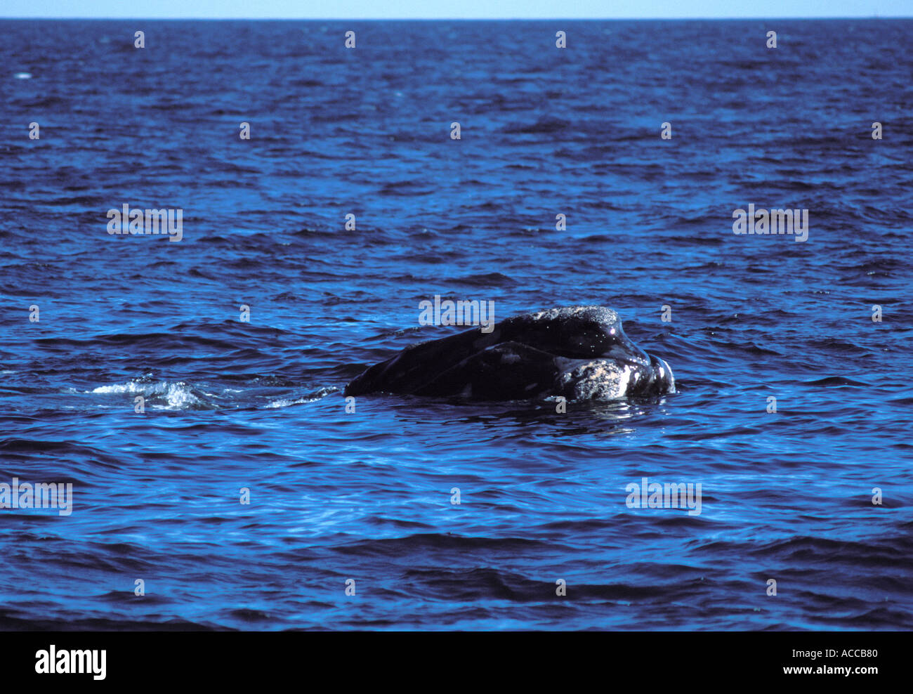 North Atlantic Right Whale diving in the Bay of Fundy between Nova Scotia and New Brunswick Canada Tail and falling water Stock Photo